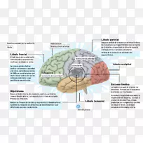 冥想苏里亚·纳马斯卡拉有益于工作场所的正念-大脑