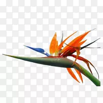 拉克斯金刚鹦鹉橙色S.A.植物茎羽