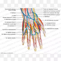 手血管神经系统肌肉系统手