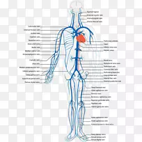 全身静脉系统静脉循环系统解剖人体心脏