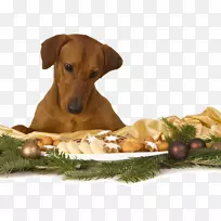 加拿大爱斯基摩犬小狗训练犬种狗食-小狗