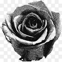 花园玫瑰摄影下载图-灰玫瑰