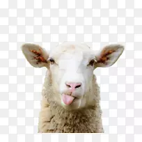羊嵌合体放牧牧场-绵羊
