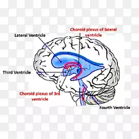 脑室系统脉络丛脑第四脑室侧脑室-脑