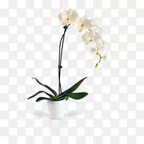飞蛾兰花切花盛开百合花