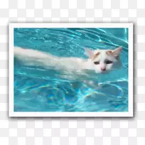 土耳其面包车土耳其安哥拉猫暹罗猫-小猫