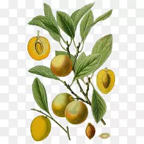 苦橙黑刺桃树植物学-桃