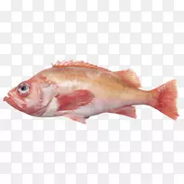 北红笛鲷鱼产品油性鱼类红鱼