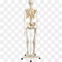 人类骨骼人体解剖智人骨骼