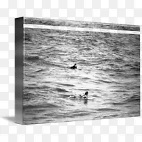 鸭水摄影木材/m/083vt-鸭