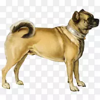 帕格斗牛犬小狗彭布罗克威尔士科吉犬品种-小狗