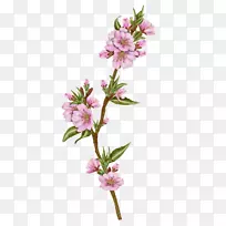 花切花，植物紫草科-花