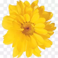 菊花黄色摄影牛眼雏菊菊花