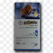 猫小猫虫宠物猫