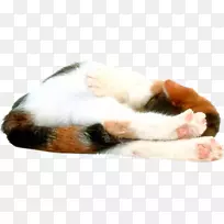 胡须猫小猫鼻爪猫