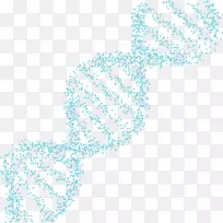 系谱DNA测试Tauros诊断Gbr fuglibiksen周一-dna测试