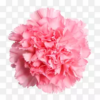 康乃馨切花母亲节玫瑰粉红色康乃馨