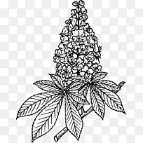 欧洲马-栗子剪贴画-马