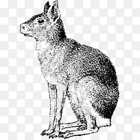 红狐，土狼，野兔，胡须，巴塔哥尼亚-狗