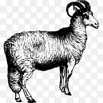 黑头波斯羊威尔士山羊阿卡利羊驼剪贴画-山羊