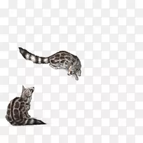 猫科爬行动物尾巴野生动物-猫