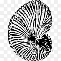 化石海贝壳，千金龙，着色书，剪贴画，海贝壳