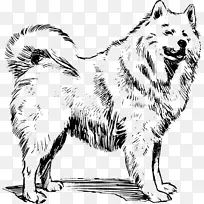 萨摩亚犬秋田格陵兰岛犬加拿大爱斯基摩犬阿拉斯加马拉默特-绵羊饲养者
