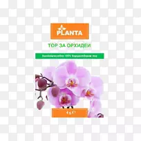 兰花在印度，Cooktown兰花，一种简单的豁免花卉指南