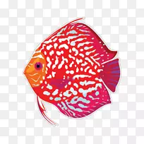 热带鱼水族馆红铁饼纸鱼