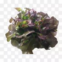 红叶莴苣、春绿、草叶菜、蔬菜-水力发电