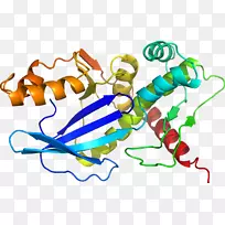 SAT 1蛋白x染色体基因酶