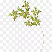 小枝叶植物茎秆芝士-叶