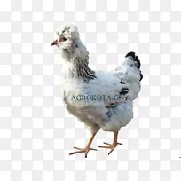 澳大利亚鸡阿彭泽勒鸡作为食物家禽.鸡种