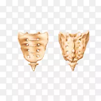 骶骨尾骨解剖脊柱人骨骼