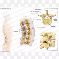 腰椎脊柱解剖椎间盘