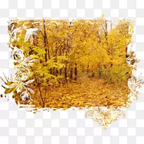秋季数字图像-秋天