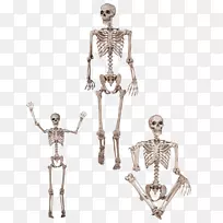 人体骨骼人体解剖骨骼