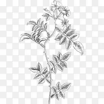 嫩叶植物茎线艺术素描-叶