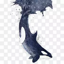 虎鲸，头盖骨，蓝鲸海豚，海豚-海豚