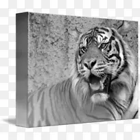 虎须猫画鼻虎