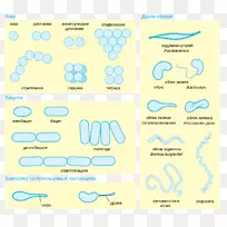 细菌细胞形态细菌细胞结构微生物显微镜