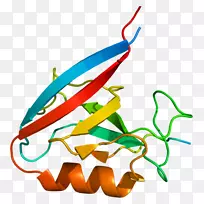 额尔宾蛋白-蛋白质相互作用-色素蛋白基因-表皮生长因子