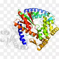 生物剪贴术-dna聚合酶Ⅲ全酶