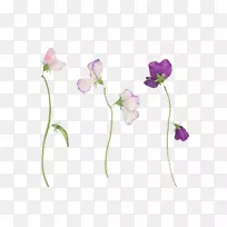 甜豌豆花纹身植物插图