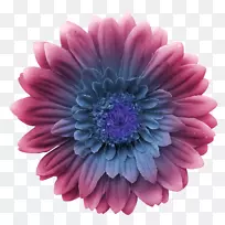 格拉斯芳香德科利马德兰士瓦雏菊香水切花