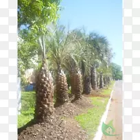巴巴苏地产植物群落植物油棕榈树土地-枣棕榈