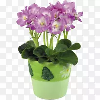 非洲紫罗兰花盆