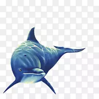 粗齿海豚旋转海豚图库溪普通宽吻海豚