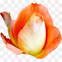 花卉花园玫瑰花瓣剪贴画-花