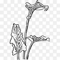 Arum-百合画线艺术剪贴画